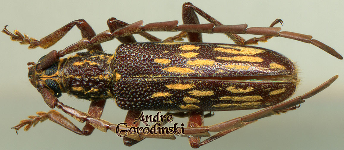 http://www.gorodinski.ru/cerambyx/Xoanodera vermiculata.jpg